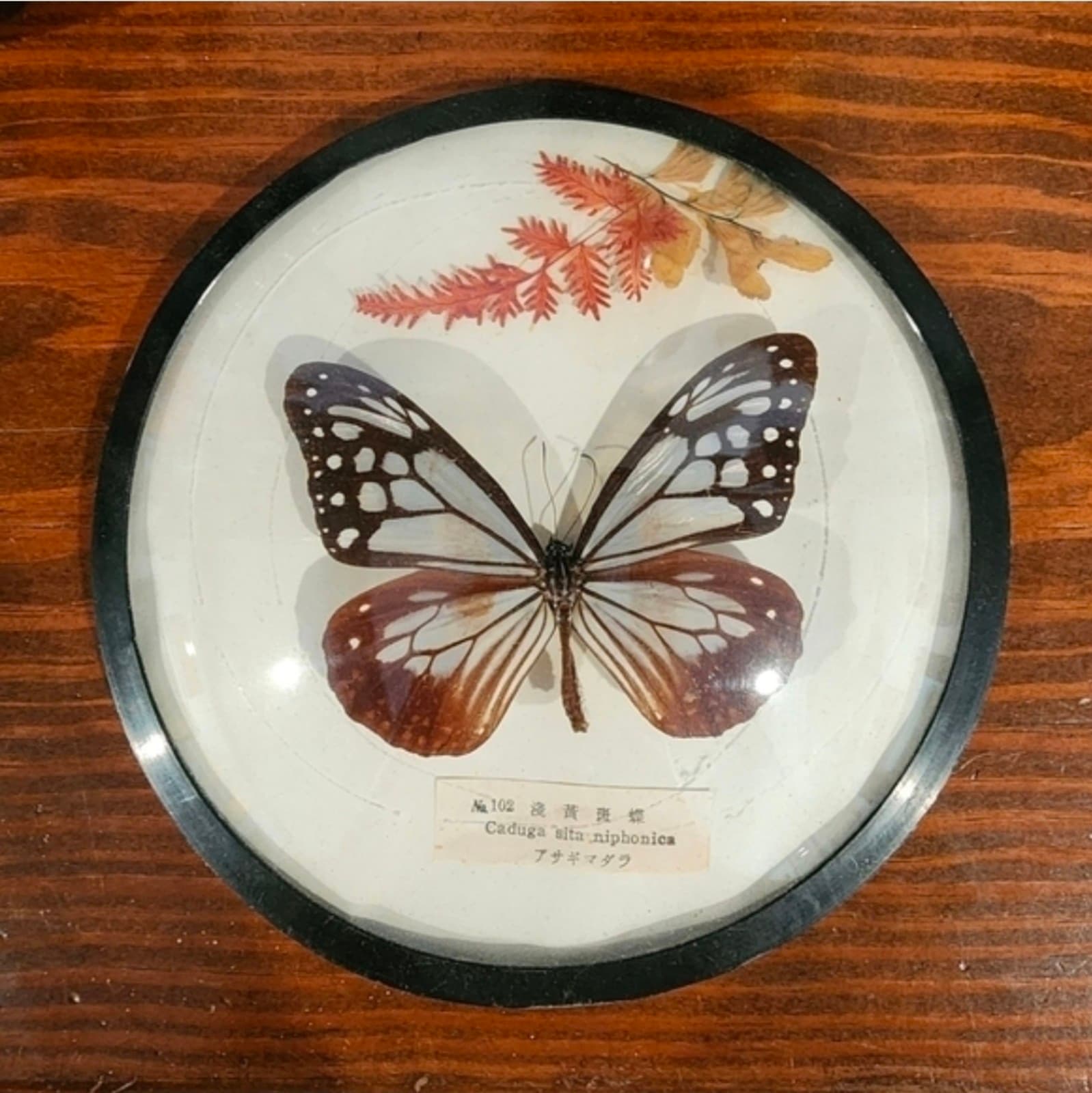 Vintage Taxidermy Butterfly in a Round Frame
