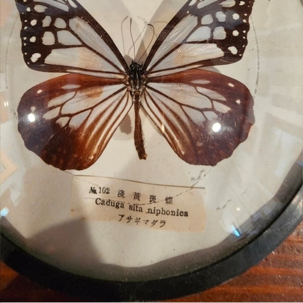 Vintage Taxidermy Butterfly Round Frame