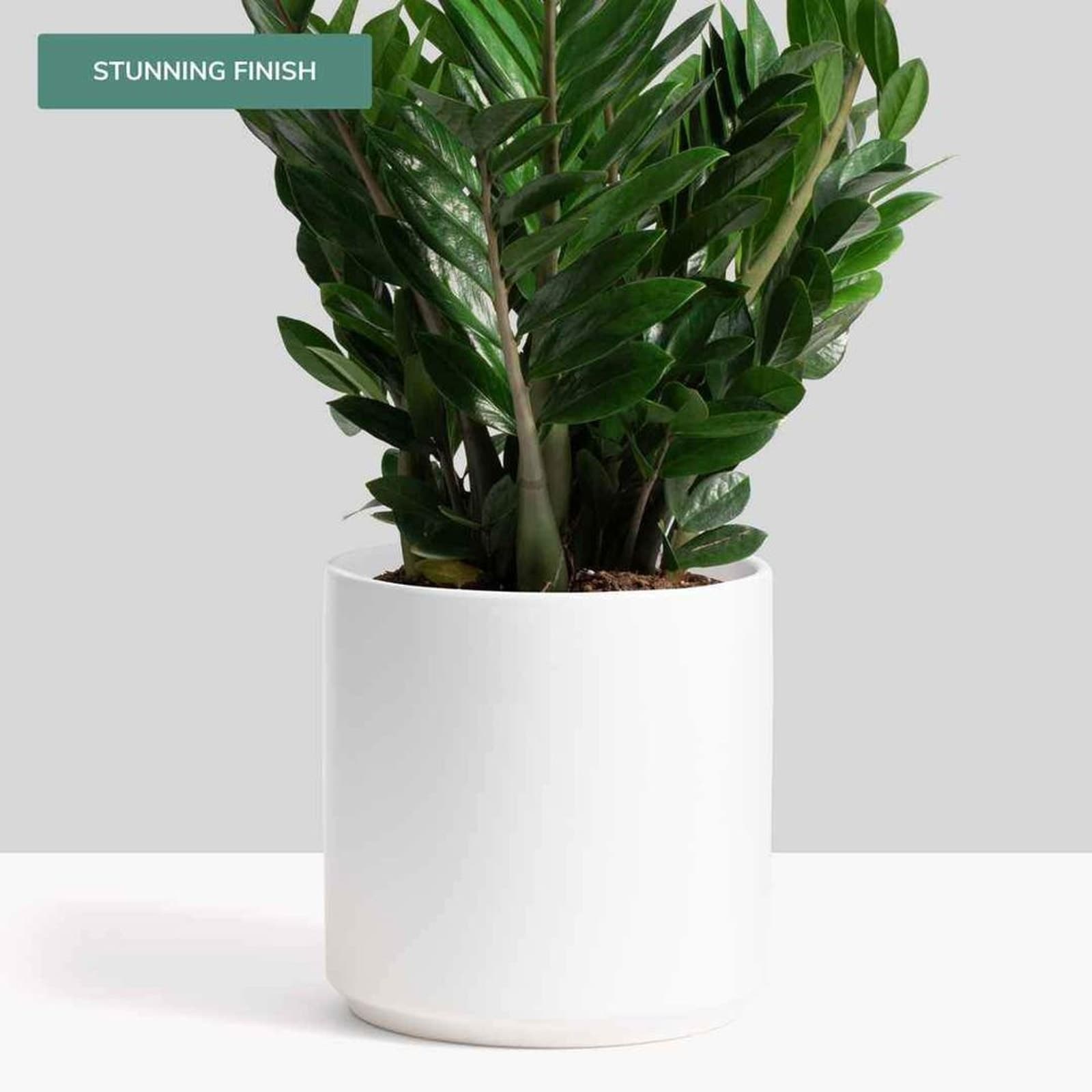 Peach & Pebble White 10 Inch Cylinder Ceramic Planter