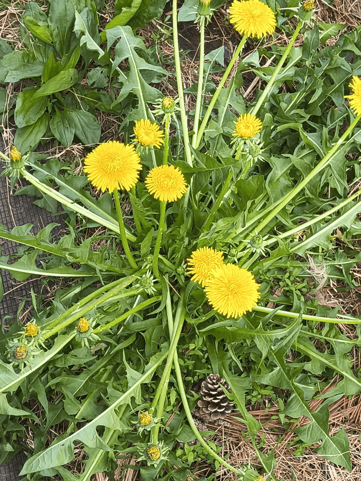 Dandelion Flower Seeds Edible Fast Growing Perennial Outdoor Yellow