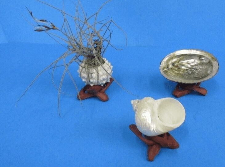 2 inch Wood Serpents Stand for display of Shells