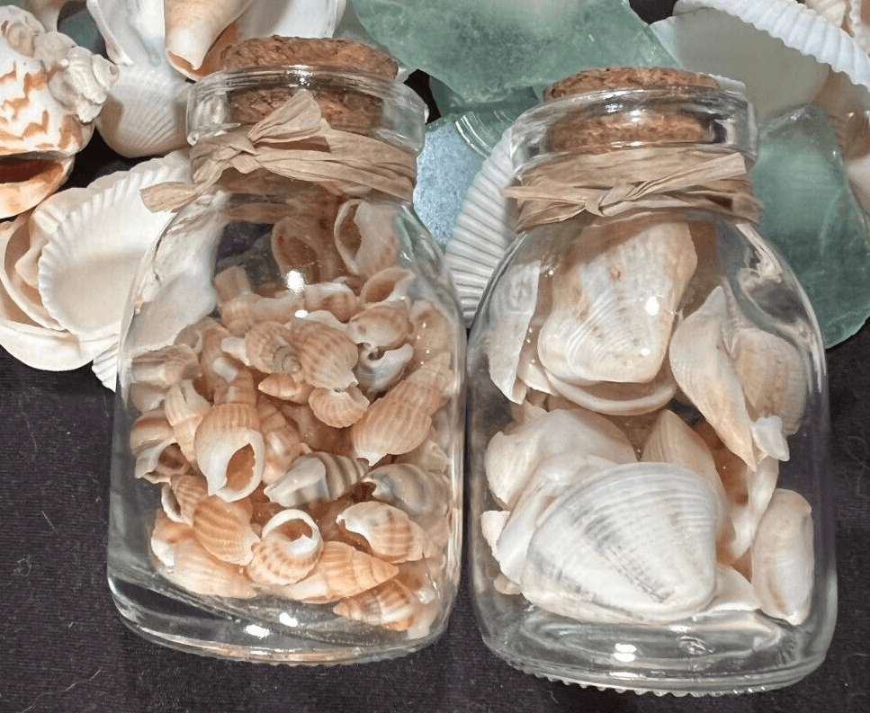 Sea Shells 2 Small Glass Jars Cute