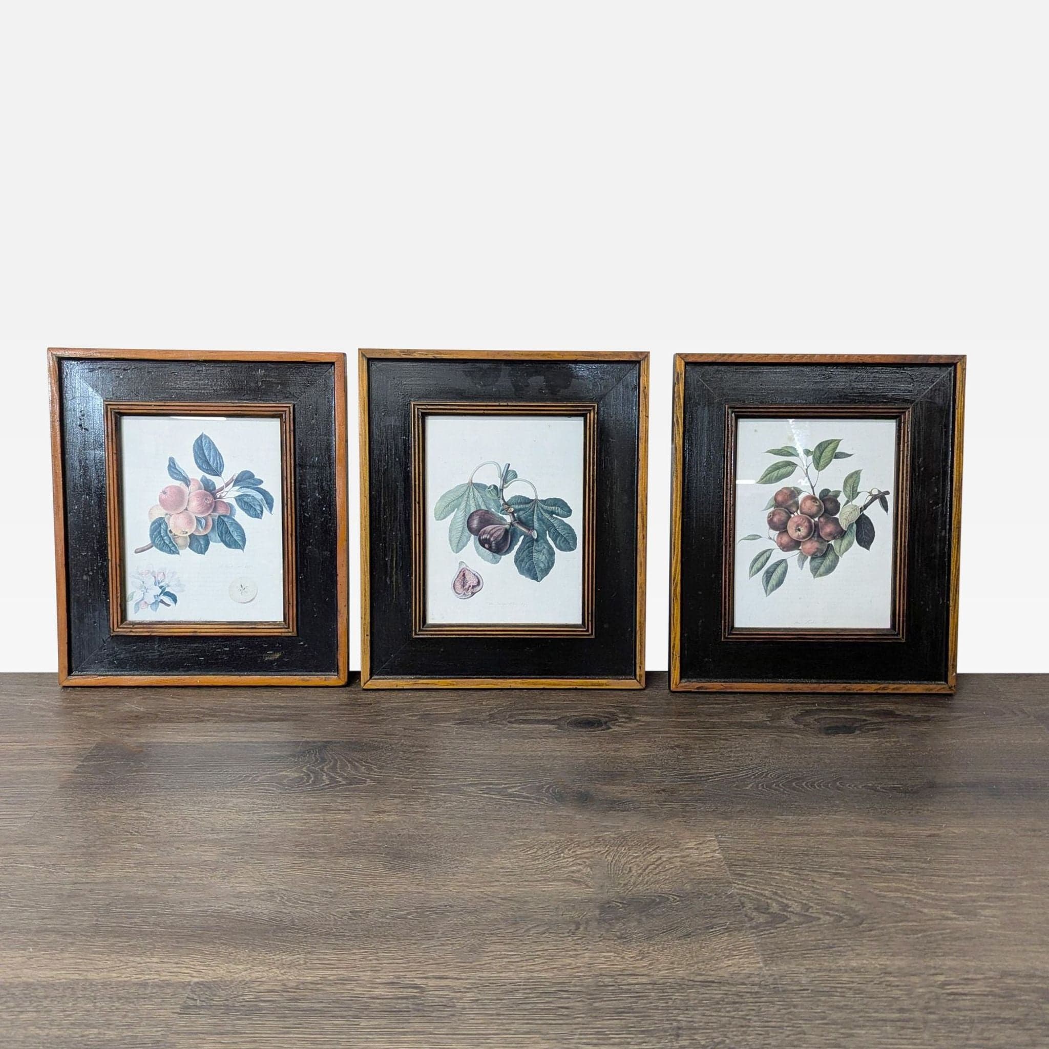 Set of 3 Framed Fruit Botanical Prints - Classic Wall Art