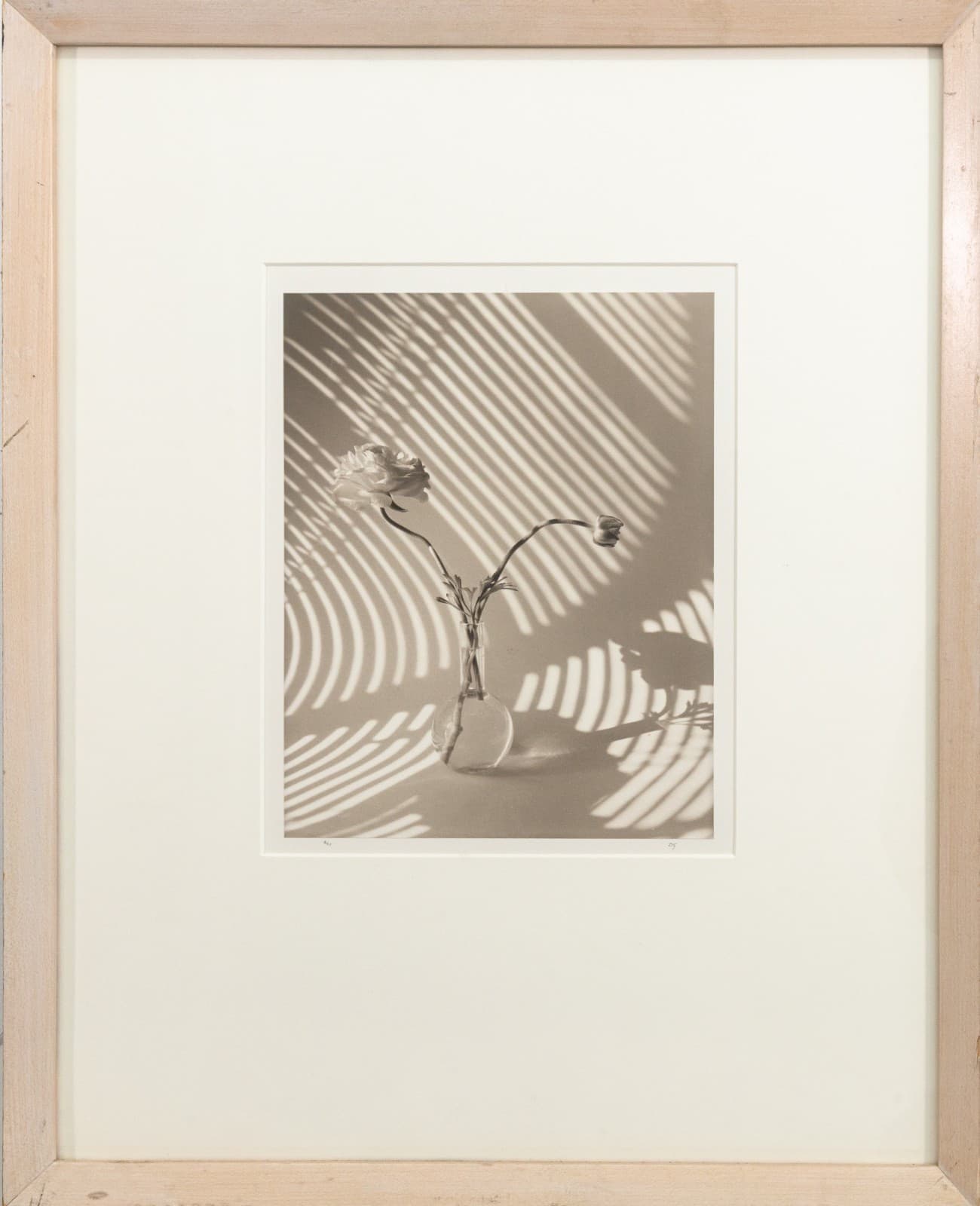 James Ware Pitts - Two Ranunculus On Curved, Striped Background, 1994 Signed