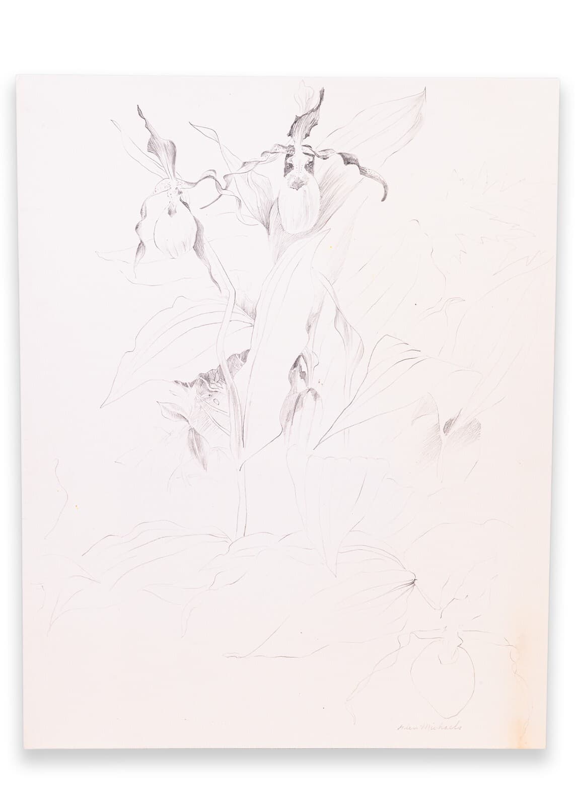 Glen Michaels Signed Modern Orchid Graphite Drawing on Paper 14h x 11w Unframed