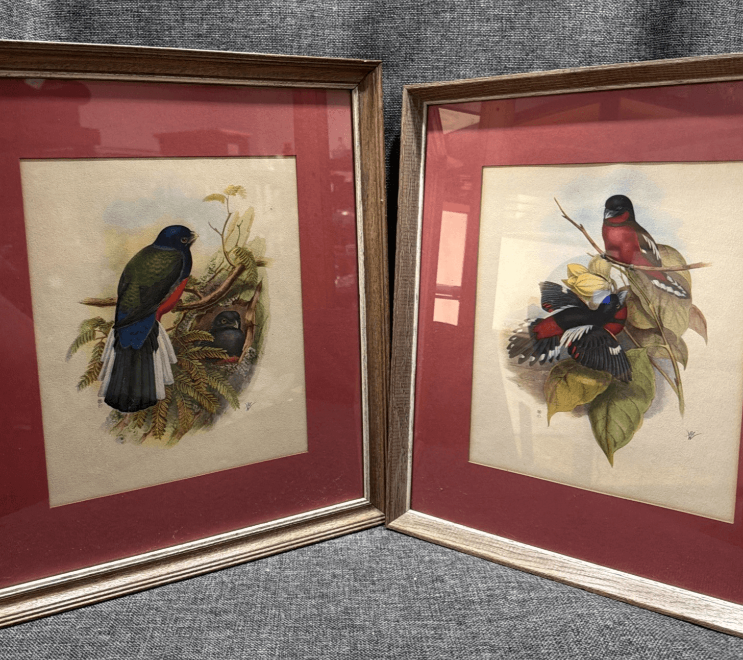 Pair Vintage John Gould Bird Prints Framed Matted Trogons Henry B Sandler Co