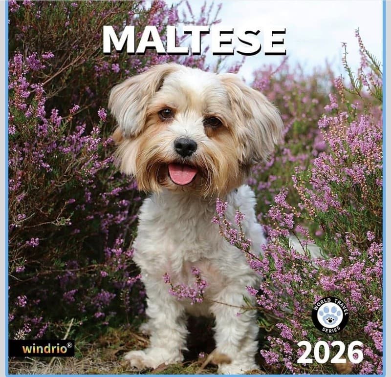 2026 Maltese Wall Calendar, 18-Month (July 2025 - December 2026) Dog Breed