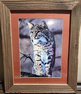 Framed Photographic Print of A Bobcat. Antique Art. Original Frame