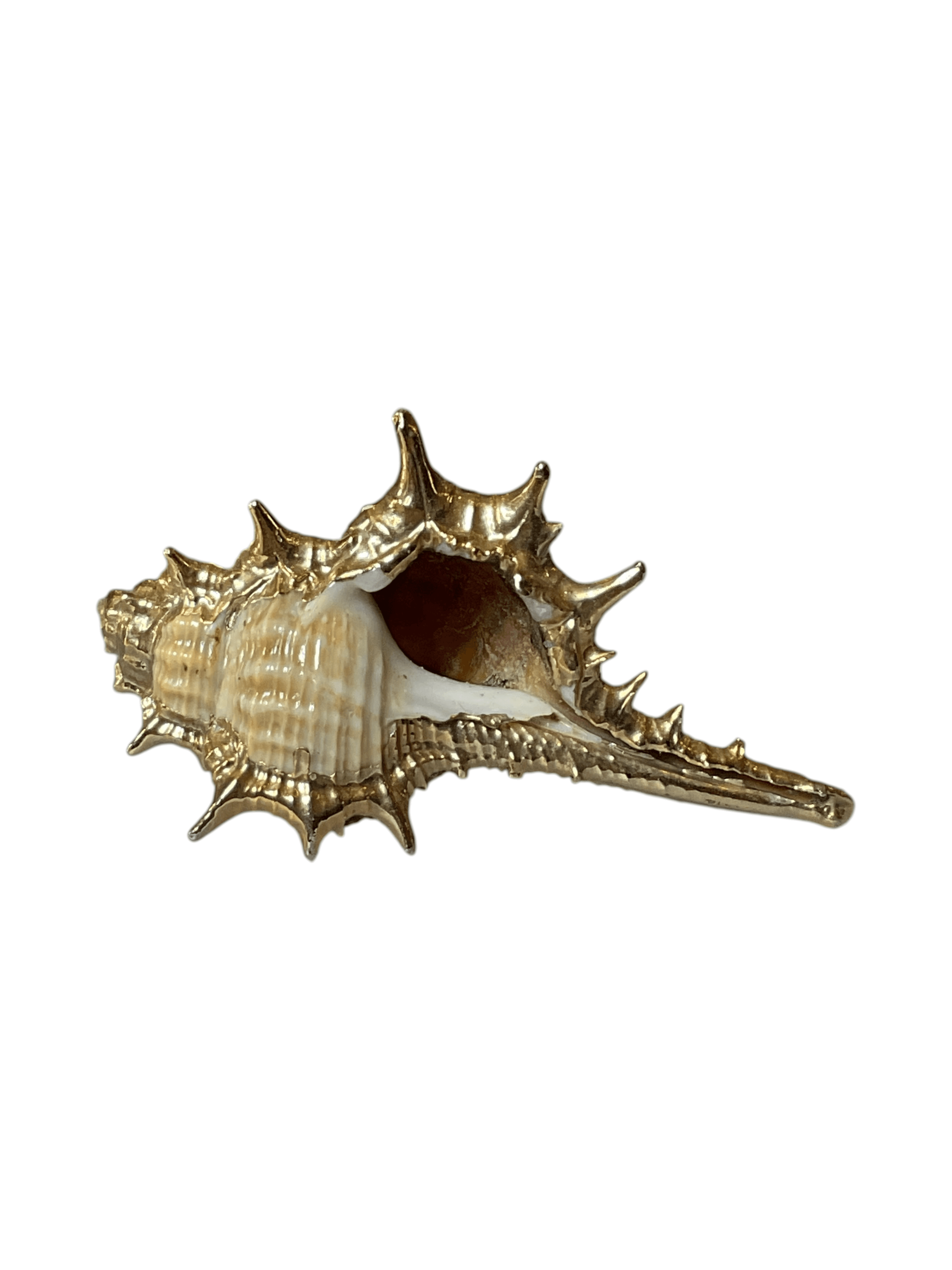 Gold-Tone Decorative Seashell Ornament 5 Inches