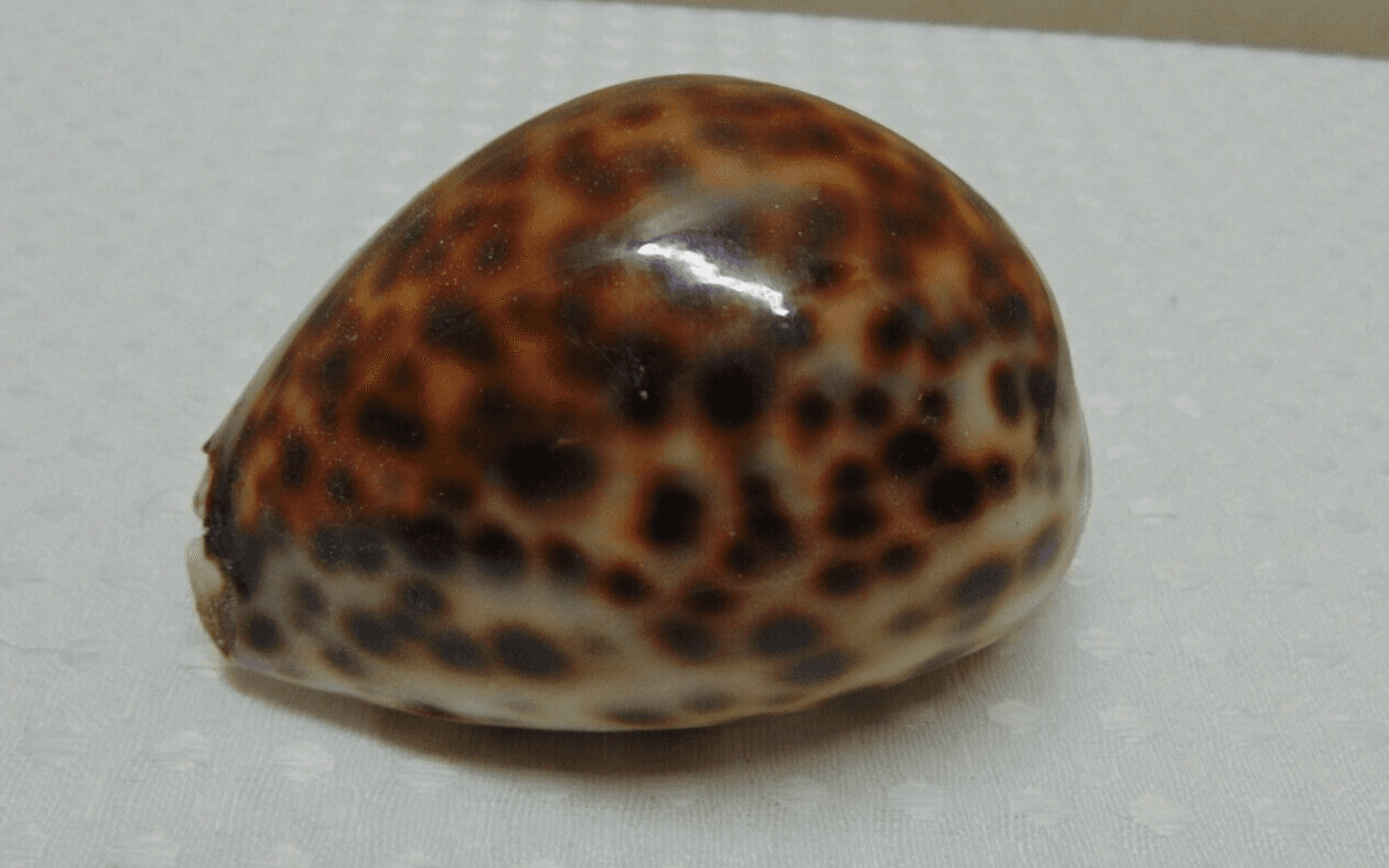 Tiger Cowrie Cypraea Tigris Leopard Pattern Seashell 3 1/2" Shell -FLAWED