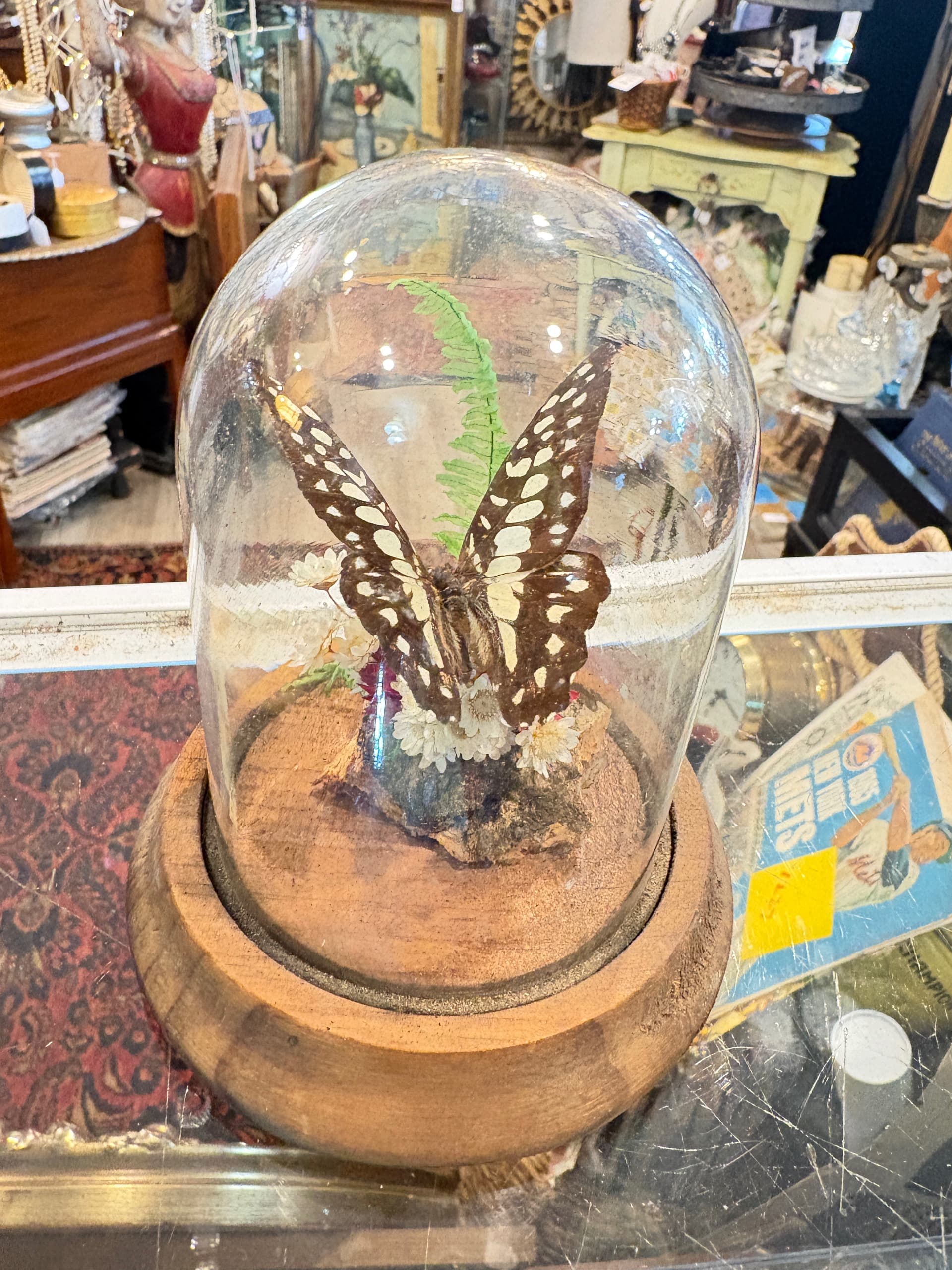 Butterfly Specimen Dome (1205) - Regular - Image 1