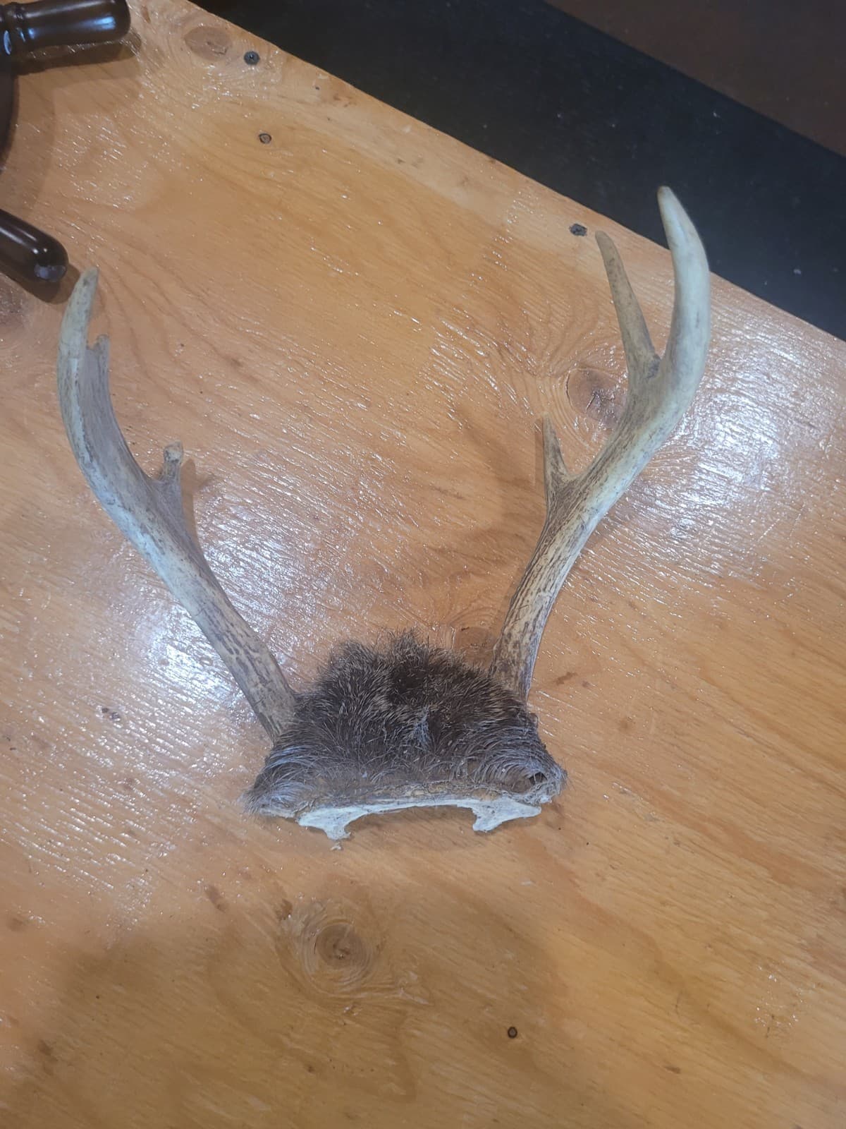 Real Deer Antlers with Skull Cap – Natural Taxidermy Decor