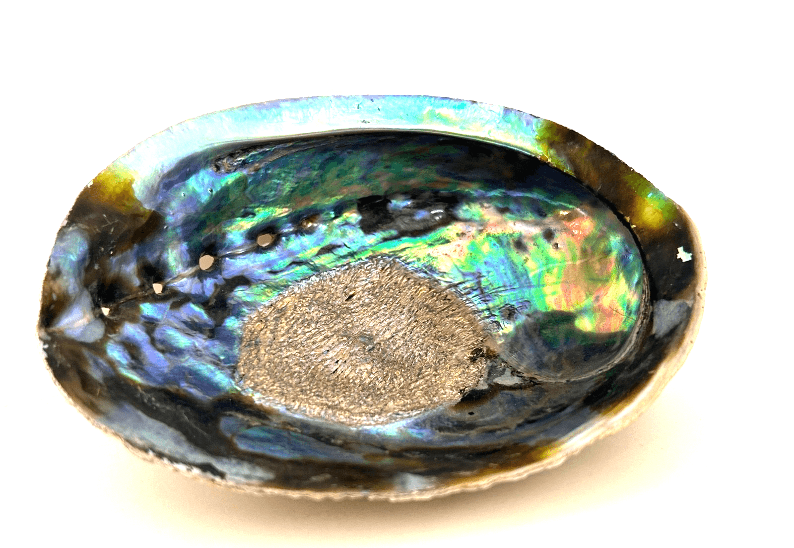 Abalone Shell Trinket Dish Smudging Bowl 5X4 Beautiful