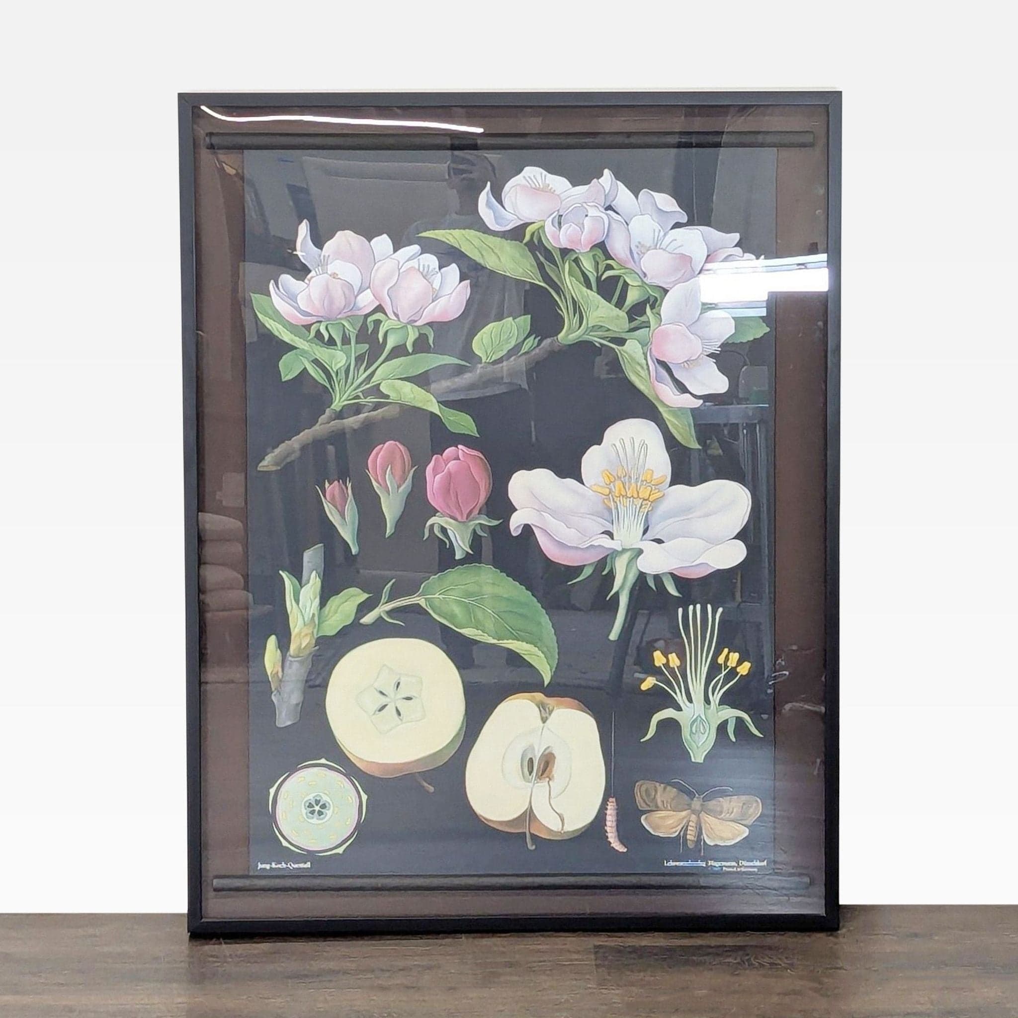 1968 Jung-Koch-Quentell Apple Blossom Botanical School Chart